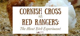 Cornish Cross Vs Red Rangers Our Meat Bird Experiment A
