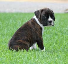 Find your new family member today, and discover the puppyspot difference. Boxer Colors Colorado Boxers
