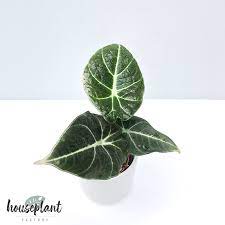 Alocasia black velvet is a very unique and exotic plant that can make a great addition to the collection of any seasoned plant collector. Alocasia Black Velvet Babyplant Houseplant Factory Rare Houseplan