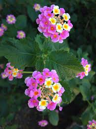 Lantana Lantana Camara Your Plant Is A Lantana Prized For Colorful Clusters Of Flowers Resembling Mini Nosegays It Is Used Lantana Lantana Camara Nosegay