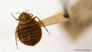 pin by forklifttrain on bed bug bites bed bugs bed bug bites kill bed bugs