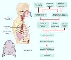 Physiologie Funktioneller Aufbau Des Atemapparats