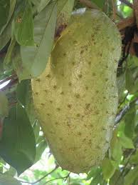 Image result for Annona muricata