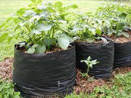 Tater Totes Potato Grow Bags Grow Bags Growing Potatoes Potato Grow Bag