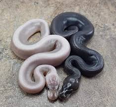 Super blast ball pythons are pinstripes crossed with pastels. Super Cinny Or Super Black Pastel Ball Pythons Morphmarket Reptile Community