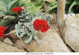 Image result for Crassula perfoliata