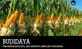 Tanaman hias yang dibicarakan dalam tulisan ini dimasukkan dalam pokok kajian florikultura, yaitu ilmu yang mempelajari tentang budidaya tanaman hias untuk produksi bunga potong (cut flower), tanaman hias pot (tanaman dalam ruangan), dan tanaman hias taman. Pengertian Budidaya Arti Manfaat Jenis Dan Contohnya