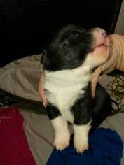 Schau dir angebote von corgi puppies auf ebay an. Puppyfinder Com Cowboy Corgi Puppies Puppies For Sale Near Me In Colorado Usa Page 1 Displays 10