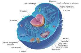 It is colored so that the features are easily distinguished from each other. Comparing Prokaryotic And Eukaryotic Cells Principles Of Biology