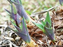 Image result for Cyathula natalensis