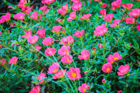 Image result for Portulaca oleracea