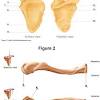 The ends of your collarbone and human body homepage the body homepage interactive body skeleton game facts and features skeleton anatomy diagram broken bones hands. 1