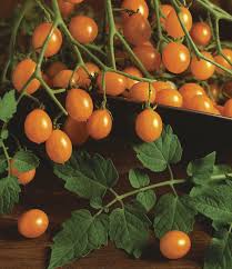 We did not find results for: The Best Tomatoes In Town Finegardening