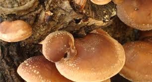 Do you want to know how to grow oyster mushrooms. Mushroom Growing Guide Tui How To Grow And Harvest