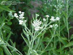 Please thoroughly look through the charts below to see the major differences between giant. Plant Identification Closed Plant Id Needed Tall Plant Tiny White Flowers 1 By Mxmeli