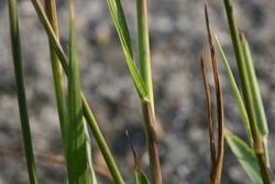 Image result for Eriochloa procera