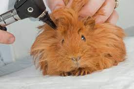 Guinea Pig Life Span How Long Do Cavies Live How To Extend Their Life Span Animallama