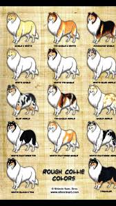 Collie Colors Rough Collie Rough Collie Puppy Shetland Sheepdog Puppies