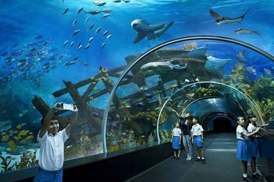 S.E.A Aquarium - Promo Tiket Masuk - Wisata Singapura