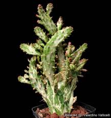 Image result for Opuntia monacantha