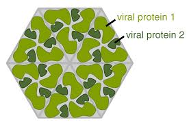 Protein Virus Wikipedia Bahasa Indonesia Ensiklopedia Bebas