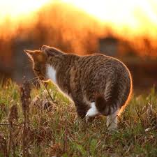 The marion veterinary hospital prides itself on offering quality care and services to pets & animals in ocala fl. Veterinarian In Alameda Vet Near You Marina Veterinary Integrative Care