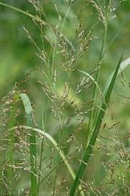 Image result for Panicum infestum