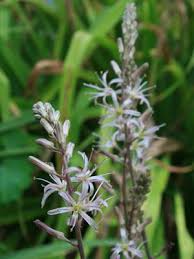 Image result for Quassia undulata