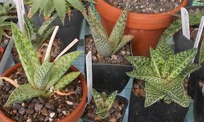 Image result for Selago dinteri