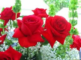 Beautiful Whatsapp Dp Images Flowers Free Download Red Rose And Baby S Breath Beautiful Flowers Images Beautiful Flowers Pictures Beautiful Flowers