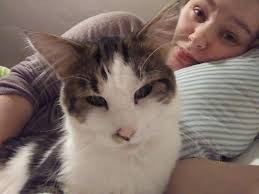 Lost Norwegian Forest cat