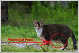 Some cats share common traits due to heredity. Why Do So Many Cats Have A Poofy Belly Flashcard History Facebook