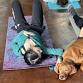 Pawfect Puppy Yoga at Third Wheel Brewing in St event image