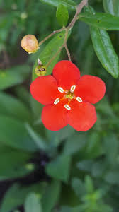 Image result for Hilsenbergia petiolaris