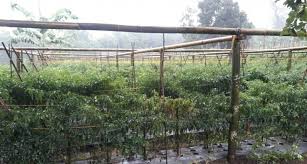 Maybe you would like to learn more about one of these? Petani Garut Budidaya Ramah Lingkungan Lebih Menguntungkan