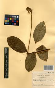 Image result for Hugonia platysepala