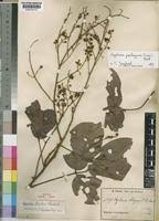 Image result for Agelaea pentagyna