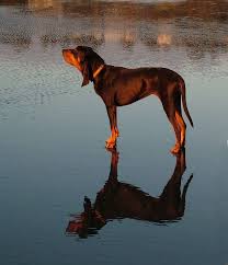 Black And Tan Dog Breeds List Black And Tan Coonhound For The Farm Hound Puppies Basset Hound Puppy Dog Breeds List