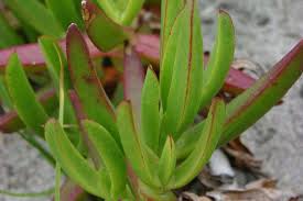Image result for Carpobrotus