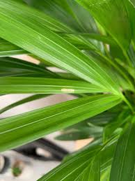 Check spelling or type a new query. White Patches With Black Dots On Leaves Of Areca Palm Gardening Landscaping Stack Exchange