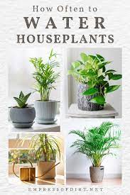 How much water should i use? How Often Should I Water My Houseplants