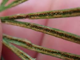 Image result for Actiniopteris pauciloba