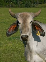 See more ideas about cattle, brahman, animals. Cattle Breeds 101 Brahman Beef Runner