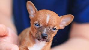 First, you have the choice of feeding a dry kibble or wet food. 10 Best Dog Foods For Chihuahuas 2020 Guide Dog Food Recipes Best Dog Food Best Dogs