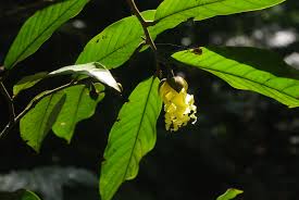 Image result for Hexalobus