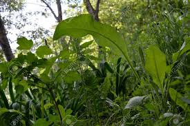 Using plants to prevent soil erosion is a form of economic botany, meaning the use of plants to make (or save) money. Natural Garden City Lungs For People S Health Ways To Prevent Stock Photo Picture And Royalty Free Image Image 86952435