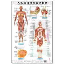 Anatomy Of The Human Body Muscle And Nerve Charts 3pcs Front Side Back English And Chinese Female Male Bilingual Posters