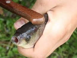 как быстро почистить окуня от чешуи в домашних условиях Kak Chistit Karasya Sposoby Bystro Pochistit Ot Cheshui Video