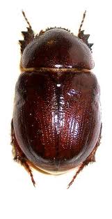 Image result for Pentodon