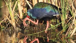 Birds Of South Africa Gauteng African Purple Swamphen Porphyrio Madagascariensis At Marievale Nature Reserve Gauteng South Africa Animals And Pets Nature Reserve Photo